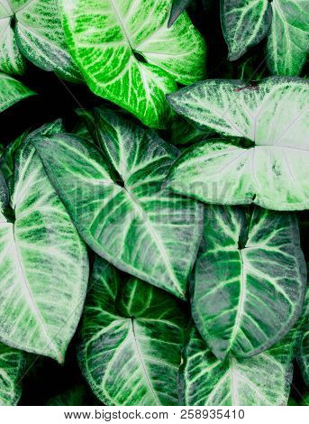 Closeup Shot Of Dieffenbachia Seguine, Comigo Ninguém Pode, Araceae Family. The Green Is Vivid And E