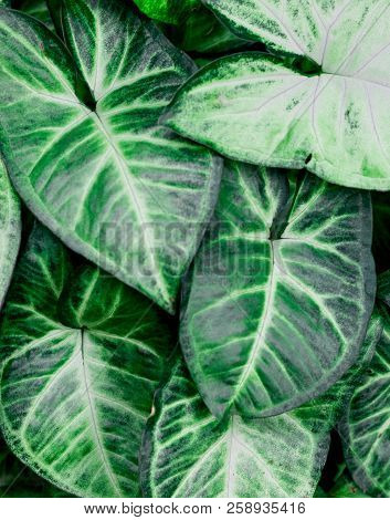 Closeup Shot Of Dieffenbachia Seguine, Comigo Ninguém Pode, Araceae Family. The Green Is Vivid And E
