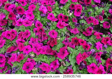 Beautiful Magenta Colored Flowers Of Petunia Atkinsiana