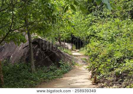 Walking Path In Green Jungle Forest. Summer Forest Hiking. Blooming Greenery Of Tropical Jungle. Gre