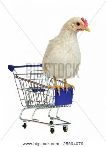 Pollo se sienta en el carrito, aislado sobre fondo blanco