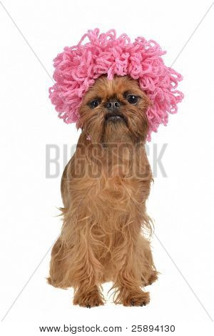 Søde griffon hund med pink krøllet paryk, isoleret på hvid baggrund