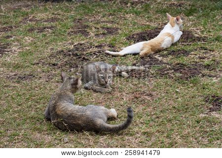 Stray Cats Relax And Play On Green Grass. Homeless Cat Family On Summer Lawn. Green-eyed Brown Cat L