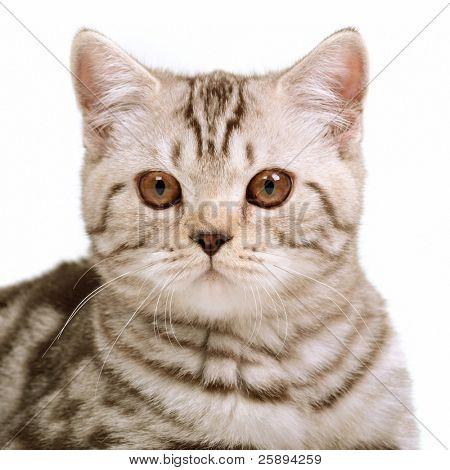 Ritratto di cucciolo di Scottish fold