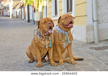Bir sokakta oturan güzel yaka ile iki köpek