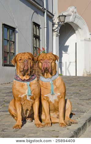 İki bir kaldırımda otururken de bordeaux köpekler