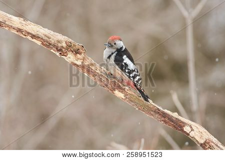 Middle Spotted Woodpecker (dendrocoptes Medius) Sits On A Branch Clutching Claws Under The Falling S