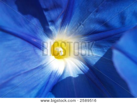 Macrofiore