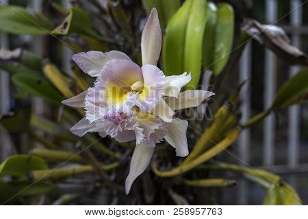 White And Pink Orchid On Tree. Beautiful Tropical Flower Closeup Photo. Exotic Flower Orchid. Tropic