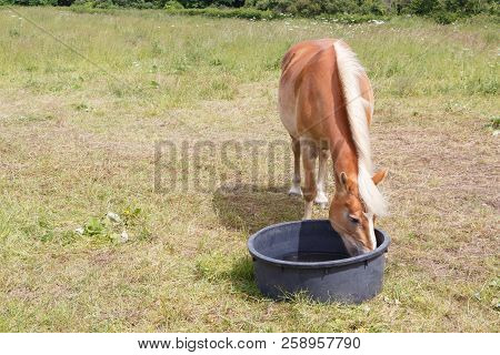 Haflinger Pony Drinking In A Trough In A Field In Brittany