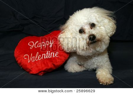 Beau fare en Bichon Frise sidder med hans 