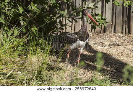 Black Stork At Los Hornos Recovery Center Of Wildlife, Caceres, Spain