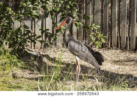 Black Stork At Los Hornos Recovery Center Of Wildlife, Caceres, Spain