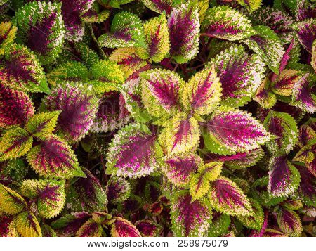 Plectranthus Scutellarioides Commonly Known As Coleus.(used For Background Image , Or Design Work)