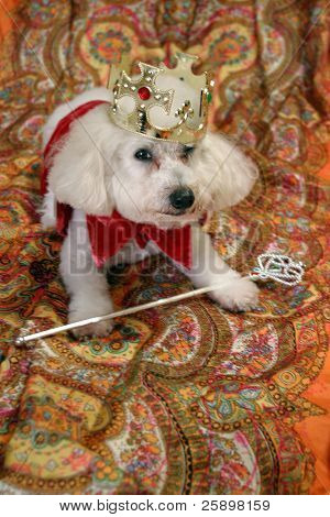Beau en Bichon Frise udgør i sit Halloween kostume