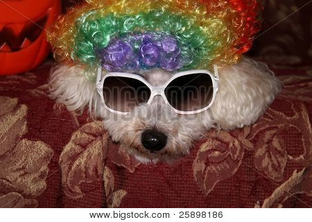 Beau en Bichon Frise udgør i sit Halloween kostume