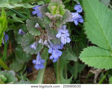 Budra, Or Otherwise Canine Mint, The Latin Name Glechóma Hederácea, A Herbaceous Plant Creeping Ivy 