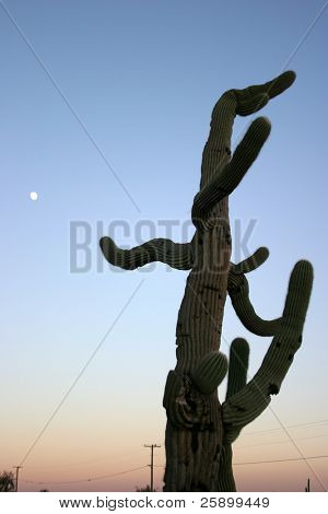 ein scraggly alten Kandelaberkaktus bei Sonnenuntergang in der Wüste von Arizona mit dem Mond am Himmel