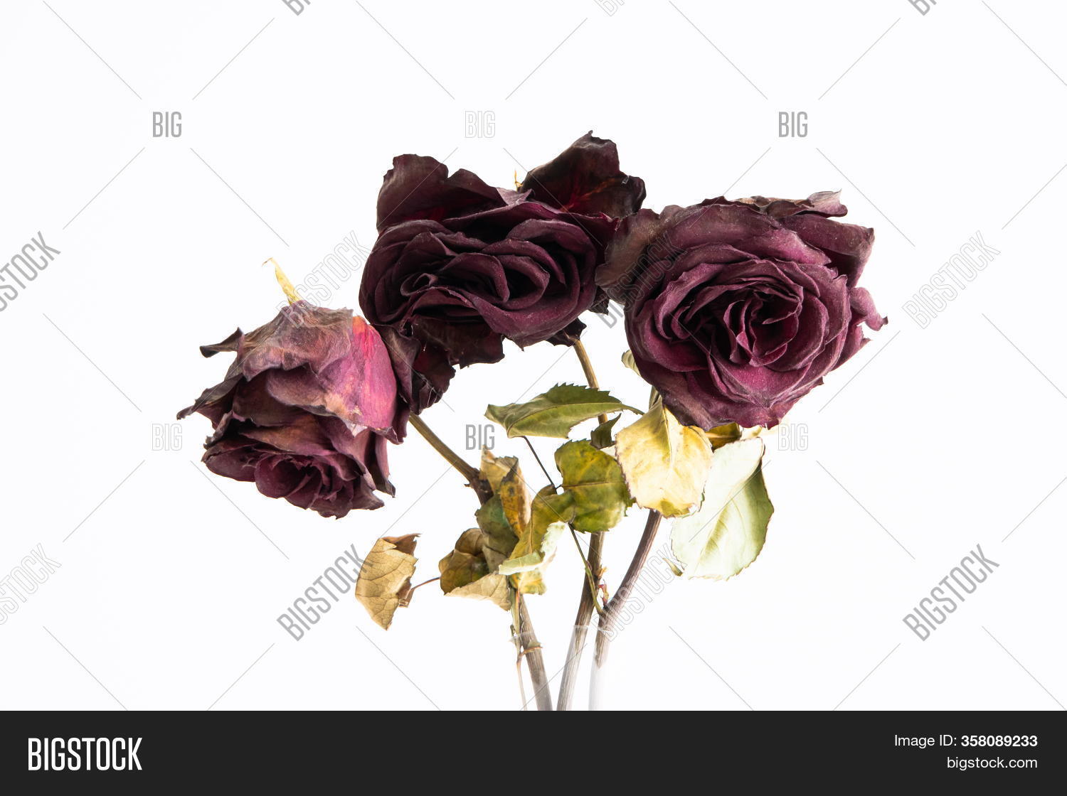 3 Stems Dried Out Dead Image & Photo (Free Trial) Bigstock