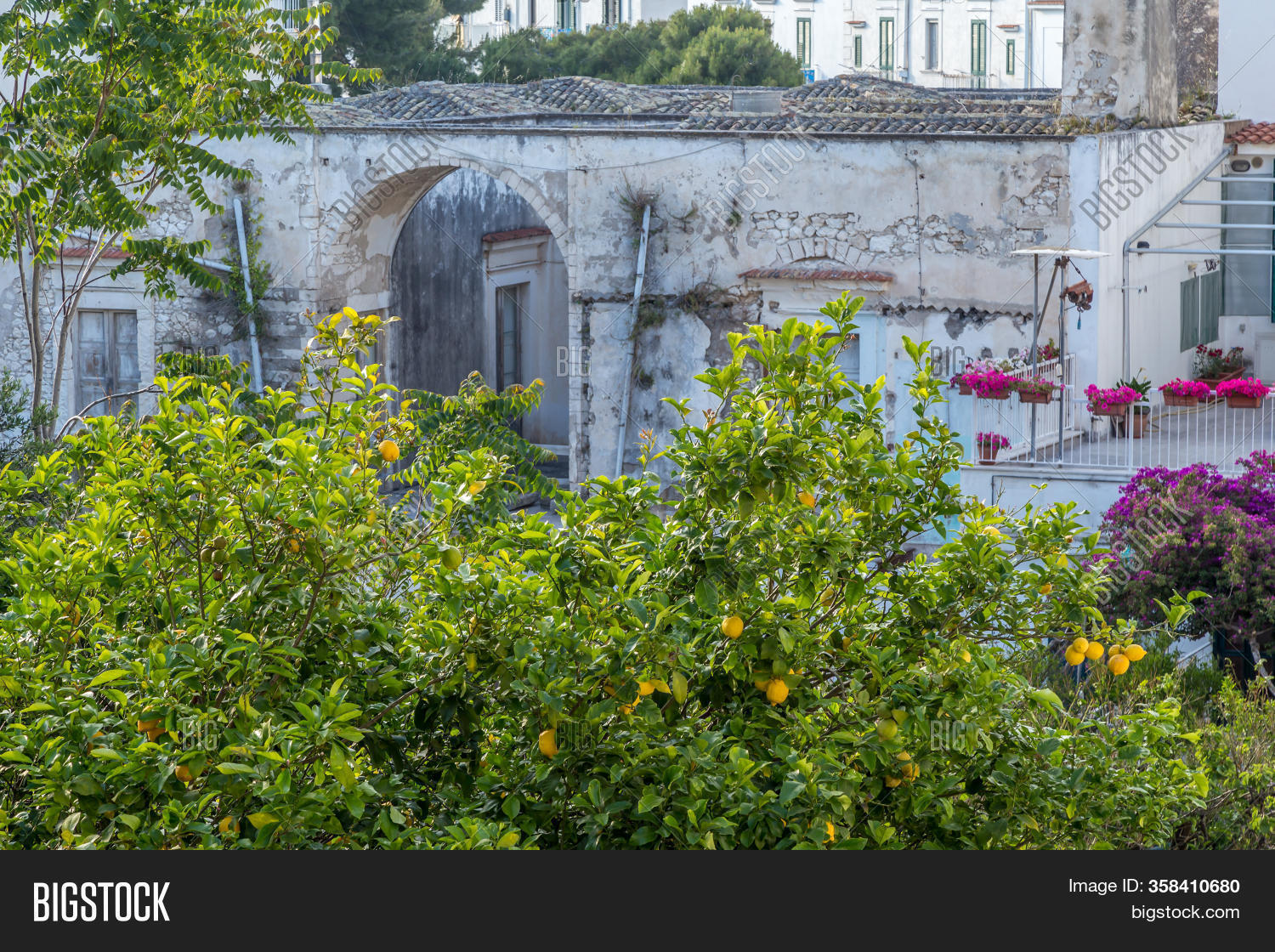 Lemon Garden On Image & Photo (Free Trial) Bigstock