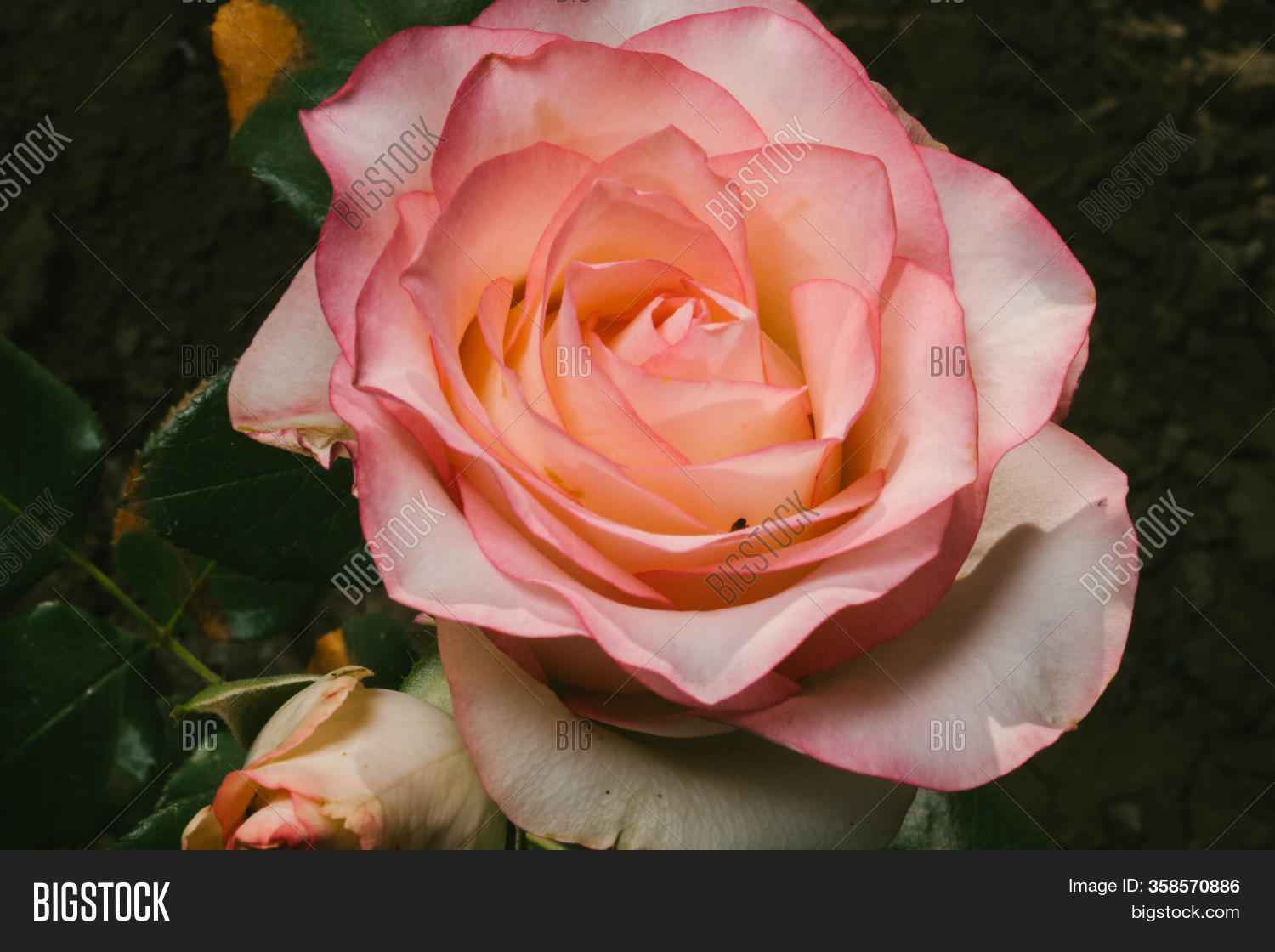 Rose Jumilia Hybrid Image & Photo (Free Trial) | Bigstock