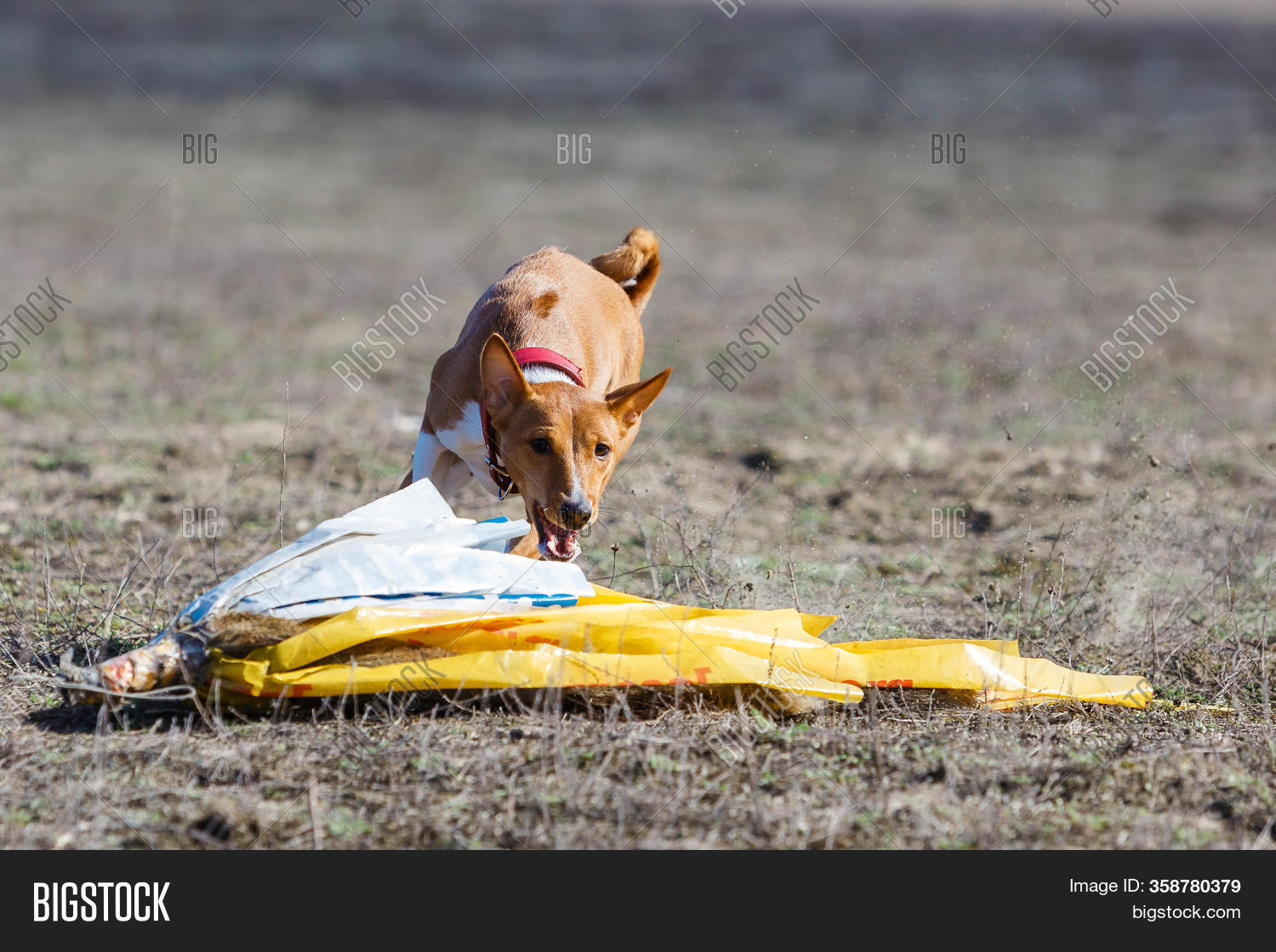 Coursing Training. Image & Photo (Free Trial) | Bigstock