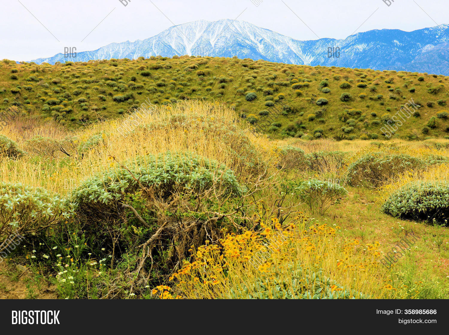 Chaparral Shrubs Image & Photo (Free Trial) Bigstock