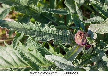 Artichokes Growing In A Garden. Fresh Vegetables For Healthy Life And Diet. Plant Of Artichoke. Clos