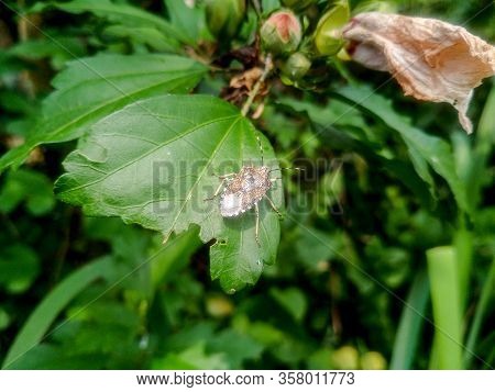 A Bug On A Leaf Of A Plant. Smelly Bug Of Gray-brown Color.