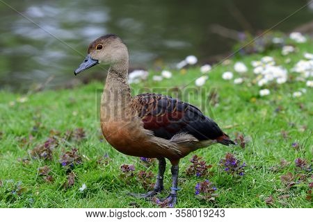 Portrait Of A Wandering Whistling Duck (dendrocygna Arcuata) Standing By The Waters Edge
