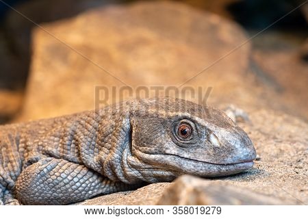 Savannah Monitor (varanus Exanthematicus)