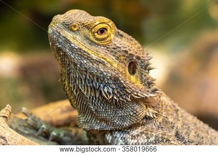 Central Bearded Dragon (pagona Vitticeps)