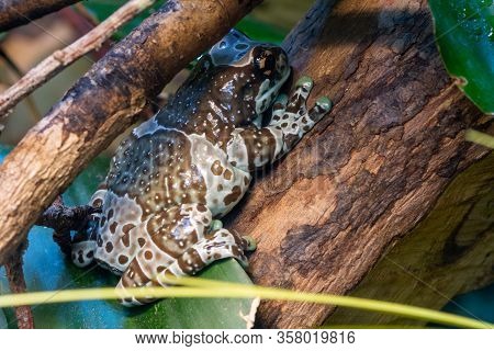 Close Up Of An Amazon Milk Frog (trachycephalus Resinifictrix)