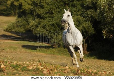 White Horse Galloping On Meadow. Lipizzan Mare On Pasture. Farm Rural Scene