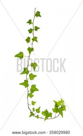 green ivy isolated on a white background.