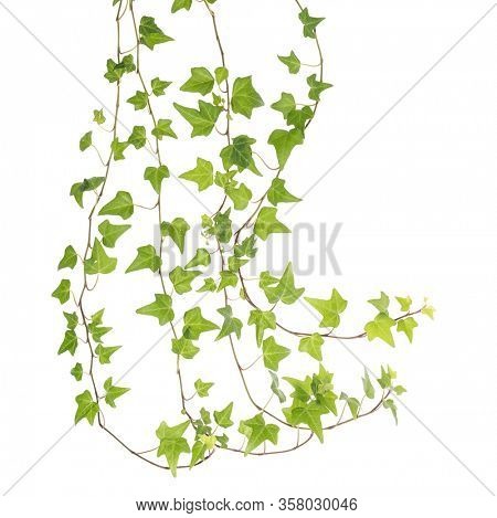green ivy isolated on a white background.