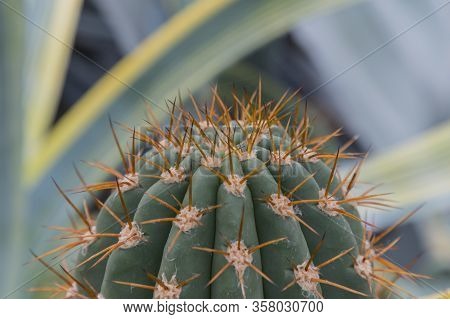 Part Of Green Cactus Spikes In Pot With Long Thorn, Detail Of Large Cactus Plant Showing Needles And