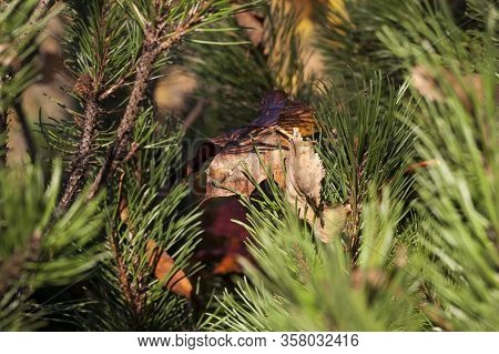 Green Long Needles Of Pine In Which Lies A Dry Leaf Of A Tree After Leaf Fall In The Forest, Details
