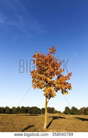 Orange Maple Leaves In The Autumn Season, Nature In The Park, The Specifics Of The Autumn Season