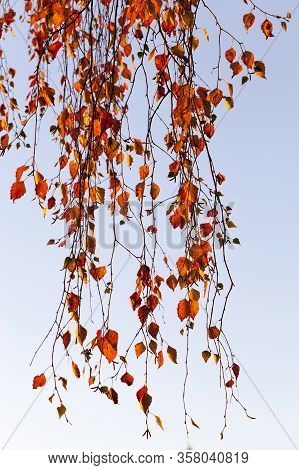 Beautiful Natural Birch Foliage That Changed Color In The Autumn Season, Close-up Of Birch Trees