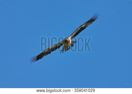 The Booted Eagle in flight (Aquila pennata)