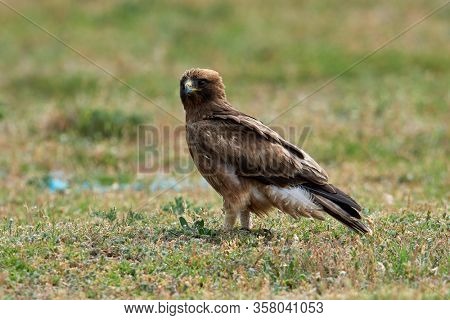 The Booted Eagle on field (Aquila pennata)