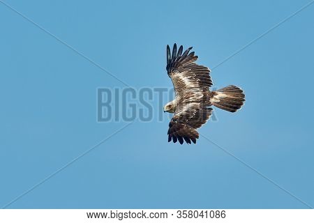 The Booted Eagle in flight (Aquila pennata)