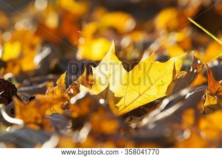 Autumn Sun Shines Through The Foliage During Leaf Fall, Close-up In Nature With Maple Trees