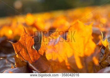 Autumn Sun Shines Through The Foliage During Leaf Fall, Close-up In Nature With Maple Trees