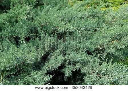 Large Juniper Tree With Berries. The Branches Of Evergreen Shrub Of The Family Cypress. Common Junip