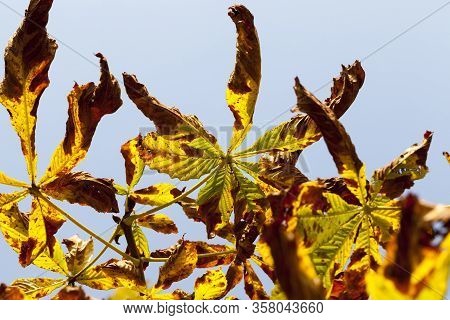 Beautiful Natural Chestnut Foliage That Changed Color In The Autumn Season, Close-up Of Chestnut Tre
