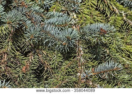 Green Needles On The Pine Trees In The Spring Season, Parts Of Plants In Warm Weather