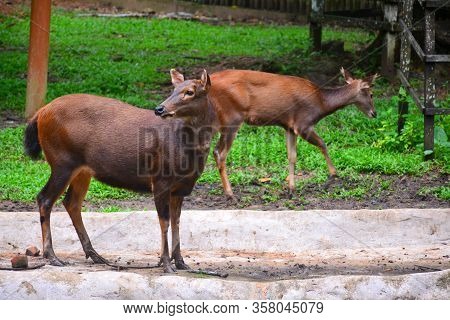 Sabah, Malaysia - Dec 16 - Rusa Deer At Lok Kawi Wildlife Park On December 16, 2020 In Sabah, Malays