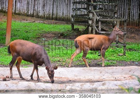 Sabah, Malaysia - Dec 16 - Rusa Deer At Lok Kawi Wildlife Park On December 16, 2020 In Sabah, Malays